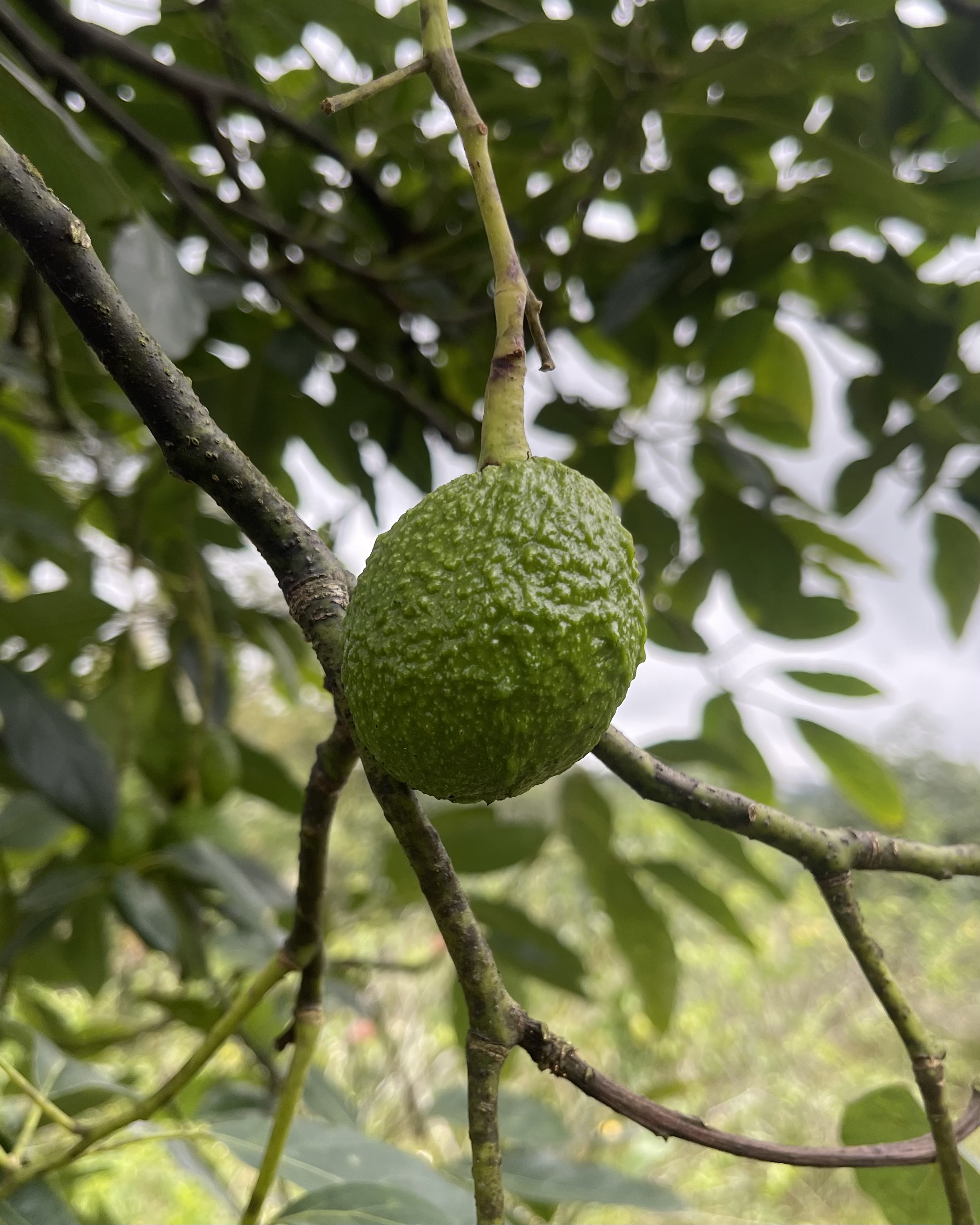 Gambar Tanaman Unggulan