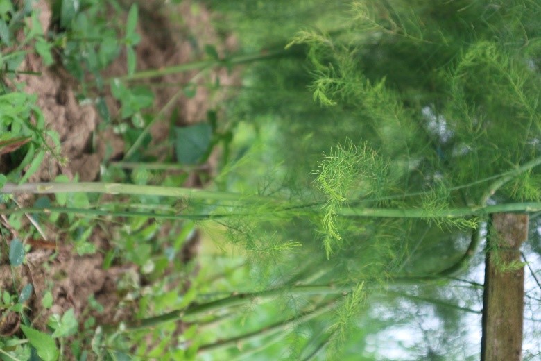 Gambar Tanaman Unggulan