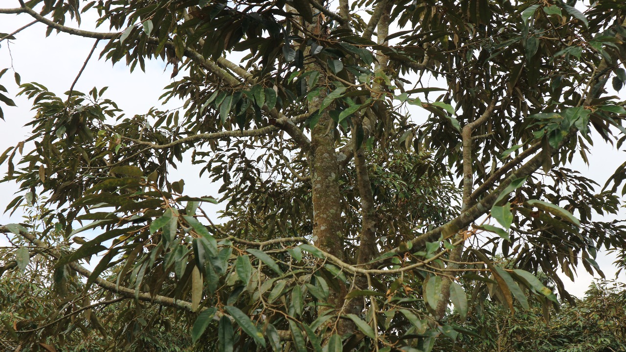 Gambar Tanaman Unggulan