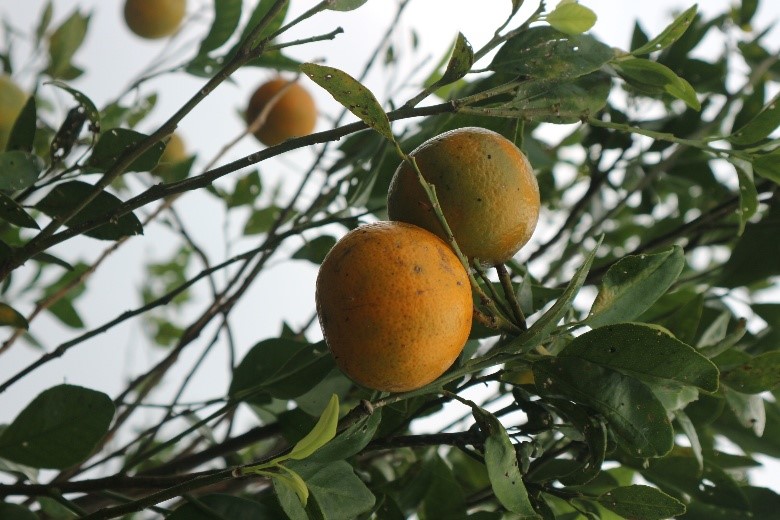 Gambar Tanaman Unggulan