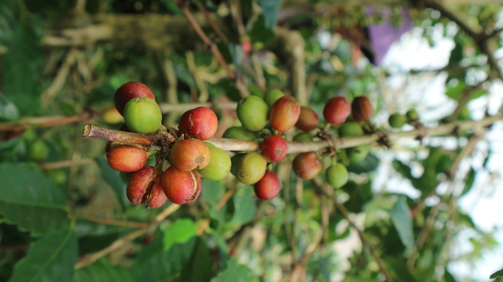 Gambar Tanaman Unggulan