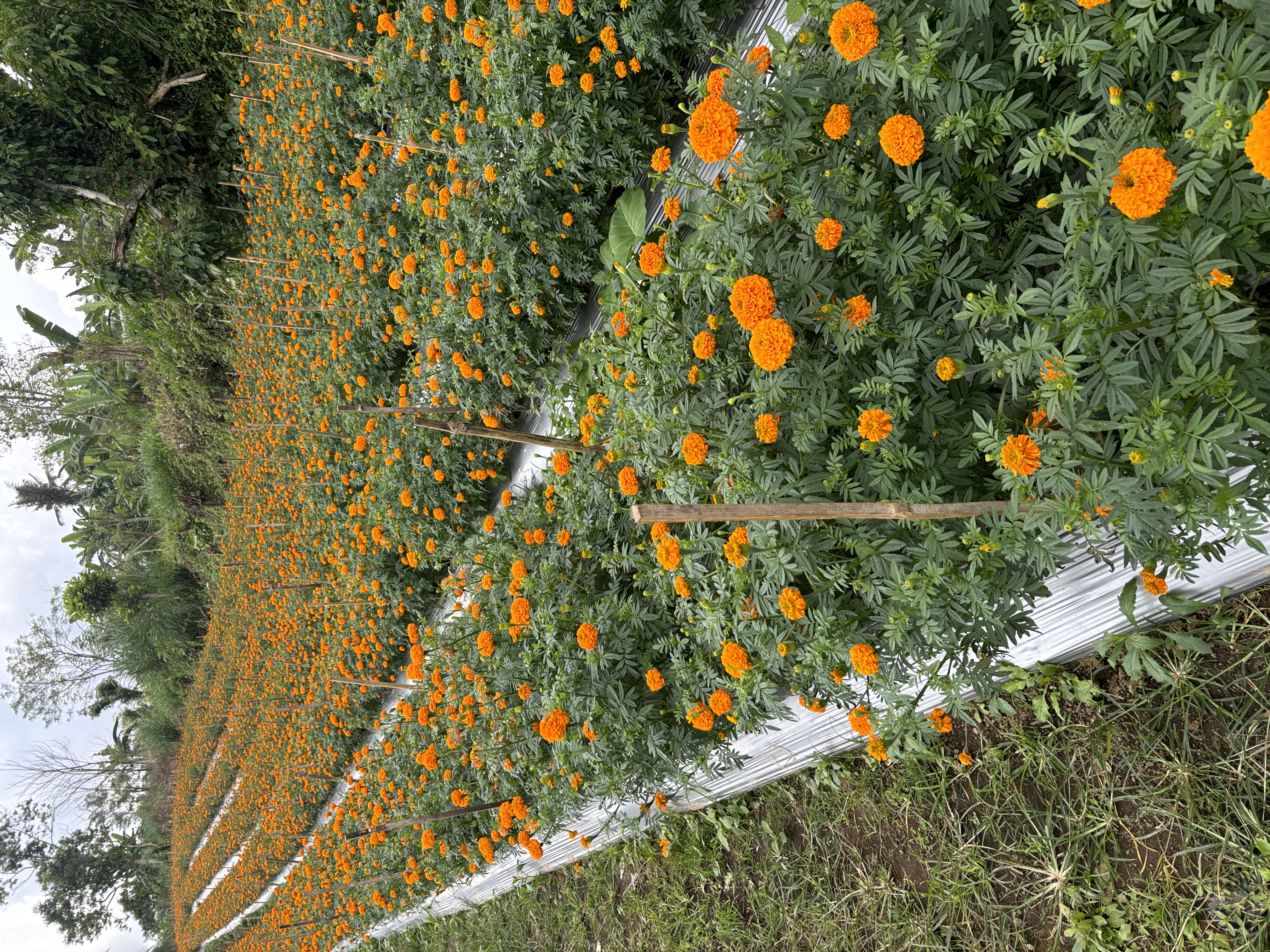 Gambar Tanaman Unggulan